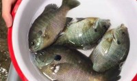 成都多湖钓起“黑耳”怪鱼！专家：是太阳鱼，系入侵物种 勿放生可清蒸或红烧