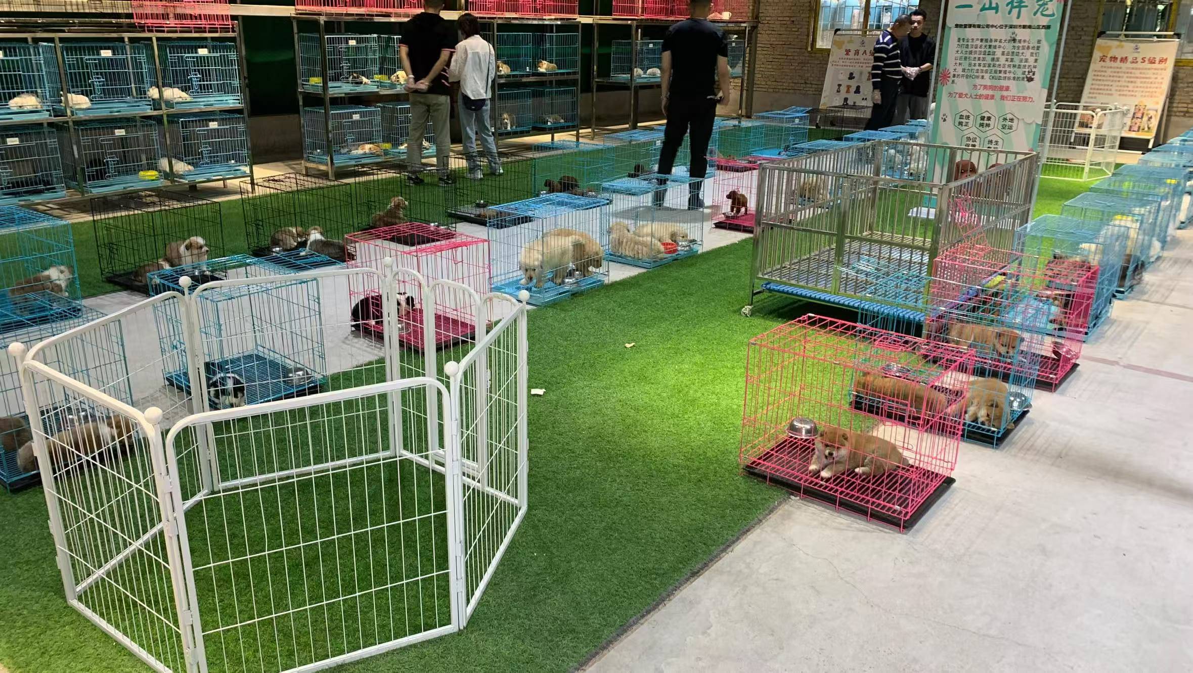 福州买猫买狗必看！正规宠舍与黑心作坊的真实差距