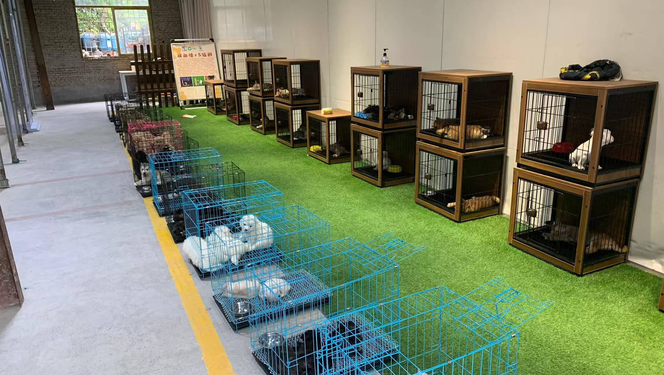 福州买猫买狗必看！正规宠舍与黑心作坊的真实差距