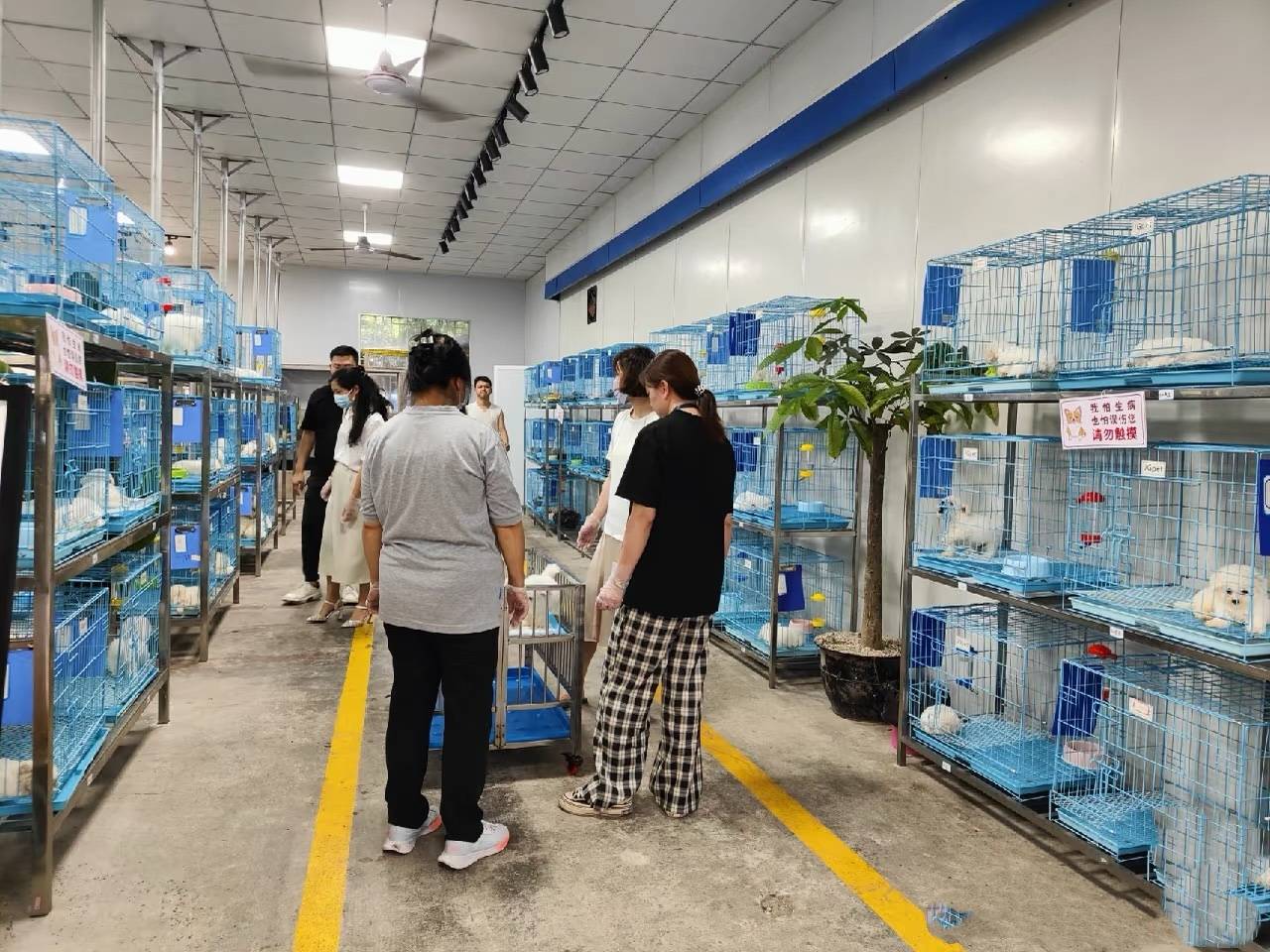 福州伴西西猫舍犬舍｜CKU正规繁育，买宠安心有质保
