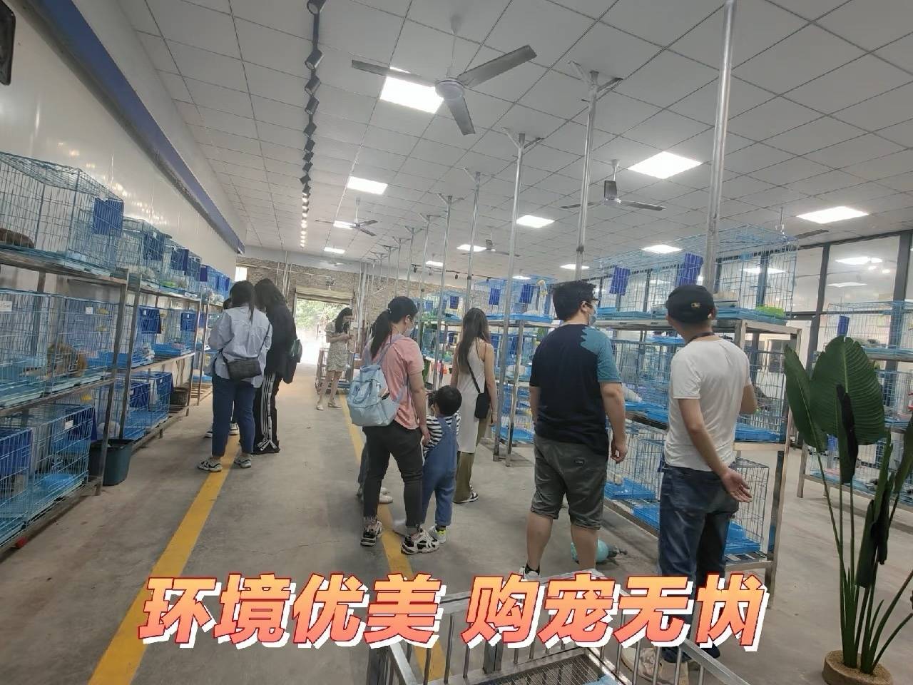 福州伴西西猫舍犬舍｜CKU正规繁育，买宠安心有质保