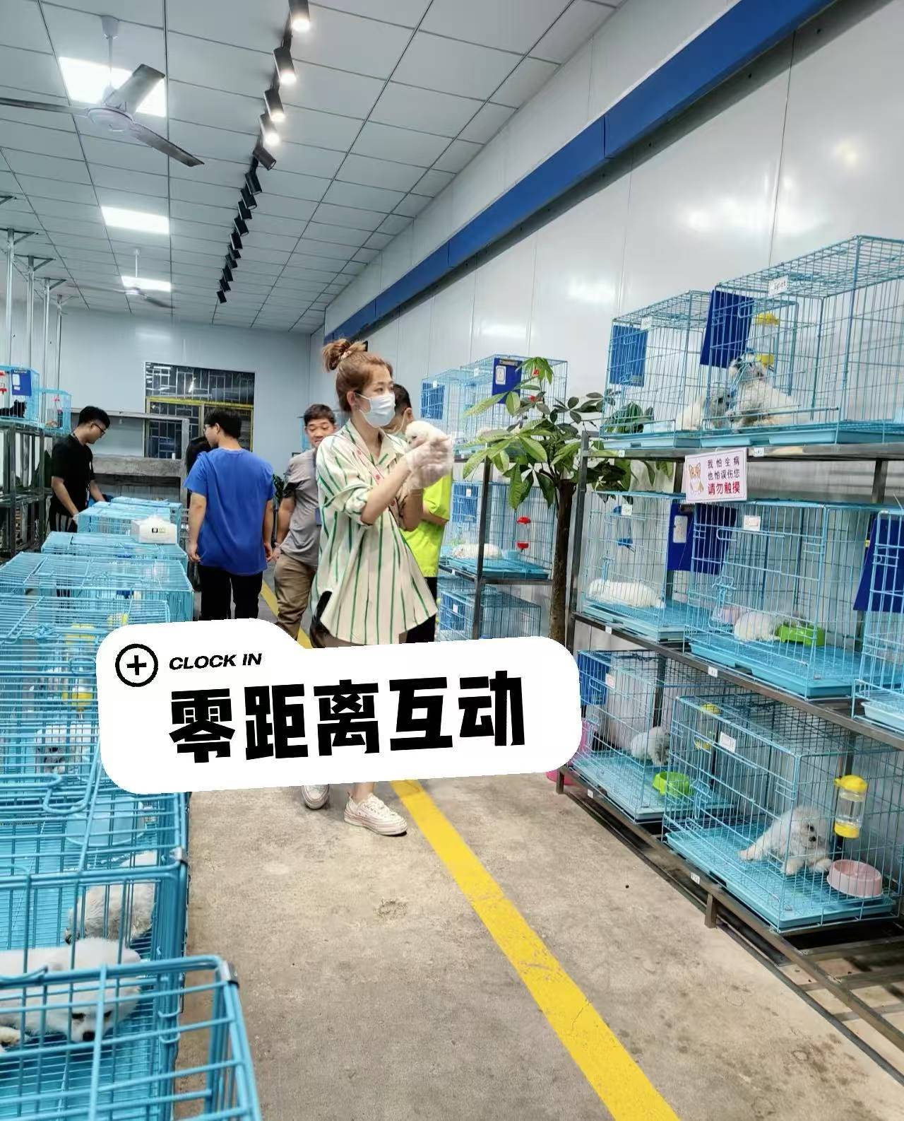 福州买宠别乱蹲！仓山这家实体猫犬舍，真心靠谱不踩坑