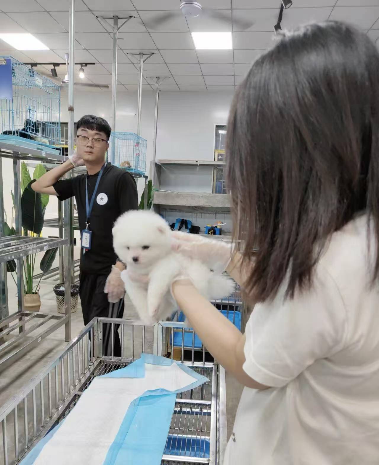 福州买宠别乱蹲！仓山这家实体猫犬舍，真心靠谱不踩坑