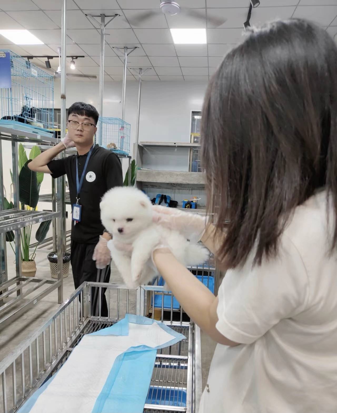 福州购宠实地测评｜伴西西猫舍犬舍双门店深度打分，潮湿城市买狗参考