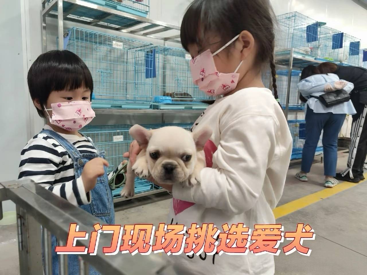 福州购宠实地测评｜伴西西猫舍犬舍双门店深度打分，潮湿城市买狗参考